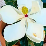Magnolia House Malaga